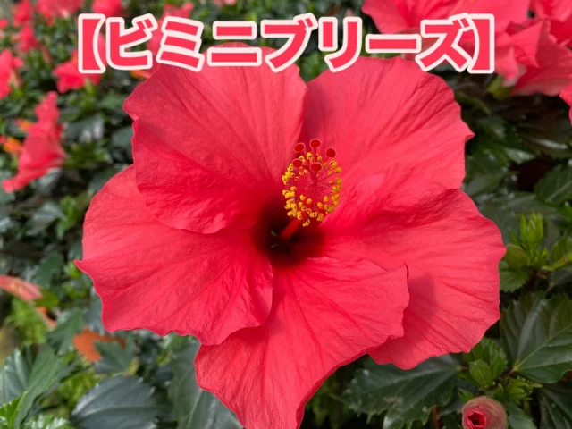フォロワー限定プレゼントキャンペーン！！

このアカウントをフォロー&いいね&この投稿に「ハイビスカス」をコメントしてくれた方の中から抽選で10名様に今月の鉢物プレゼント🎁

【プレゼント内容】
今月の鉢物1鉢
※品種は指定できません。

【当選人数】
抽選で10名様

【応募期間】
2025年6月1日（日）〜6月15日（日）まで

【応募方法】
①このアカウントをフォロー

②この投稿にいいね！

③この投稿に「ハイビスカス」とコメント！

さらにストーリーズへのシェアで当選確率UP‼︎
　
【応募規約】
・当選された方にはDMにてご連絡させていただきます。
・DMにて当選の連絡後、指定の期日までにご返信いただけない場合は当選が無効となります。
・当選者にDMでお聞きする住所等の個人情報は、本キャンペーンの発送にのみ使用いたします。当選者の個人情報を本人の同意なしに業務委託先以外の第三者に開示・提供することはございません。

#ja愛知みなみ鉢物部会
#ja愛知みなみ
#鉢物部会
#愛知県
#田原市
#渥美半島
#渥美半島の花と鉢物
#今月の鉢物
#ハイビスカス
#ビミニブリーズ
#プレゼントキャンペーン実施中
#プレゼント企画