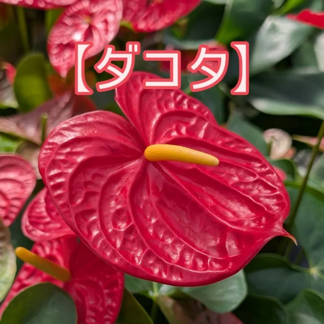 フォロワー限定プレゼントキャンペーン！！

このアカウントをフォロー&いいね&この投稿に「アンスリウム」をコメントしてくれた方の中から抽選で10名様に今月の鉢物プレゼント🎁

【プレゼント内容】
今月の鉢物1鉢
※品種は指定できません。

【当選人数】
抽選で10名様

【応募期間】
2025年7月1日（火）〜7月15日（火）まで

【応募方法】
①このアカウントをフォロー

②この投稿にいいね！

③この投稿に「アンスリウム」とコメント！

さらにストーリーズへのシェアで当選確率UP‼︎
　
【応募規約】
・賞品の発送は日本国内のみとさせていただきます。
・当選された方にはDMにてご連絡させていただきます。
・DMにて当選の連絡後、指定の期日までにご返信いただけない場合は当選が無効となります。
・当選者にDMでお聞きする住所等の個人情報は、本キャンペーンの発送にのみ使用いたします。当選者の個人情報を本人の同意なしに業務委託先以外の第三者に開示・提供することはございません。

#ja愛知みなみ鉢物部会
#ja愛知みなみ
#鉢物部会
#愛知県
#田原市
#渥美半島
#渥美半島の花と鉢物
#今月の鉢物
#アンスリウム
#プレゼントキャンペーン実施中
#プレゼント企画