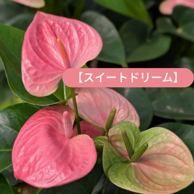 フォロワー限定プレゼントキャンペーン！！

このアカウントをフォロー&いいね&この投稿に「アンスリウム」をコメントしてくれた方の中から抽選で10名様に今月の鉢物プレゼント🎁

【プレゼント内容】
今月の鉢物1鉢
※品種は指定できません。

【当選人数】
抽選で10名様

【応募期間】
2025年7月1日（火）〜7月15日（火）まで

【応募方法】
①このアカウントをフォロー

②この投稿にいいね！

③この投稿に「アンスリウム」とコメント！

さらにストーリーズへのシェアで当選確率UP‼︎
　
【応募規約】
・賞品の発送は日本国内のみとさせていただきます。
・当選された方にはDMにてご連絡させていただきます。
・DMにて当選の連絡後、指定の期日までにご返信いただけない場合は当選が無効となります。
・当選者にDMでお聞きする住所等の個人情報は、本キャンペーンの発送にのみ使用いたします。当選者の個人情報を本人の同意なしに業務委託先以外の第三者に開示・提供することはございません。

#ja愛知みなみ鉢物部会
#ja愛知みなみ
#鉢物部会
#愛知県
#田原市
#渥美半島
#渥美半島の花と鉢物
#今月の鉢物
#アンスリウム
#プレゼントキャンペーン実施中
#プレゼント企画