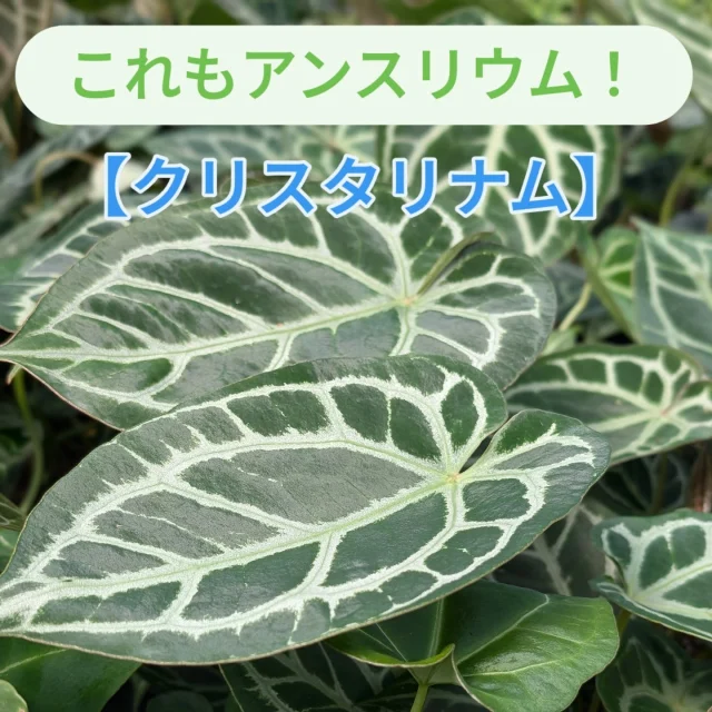 フォロワー限定プレゼントキャンペーン！！

このアカウントをフォロー&いいね&この投稿に「アンスリウム」をコメントしてくれた方の中から抽選で10名様に今月の鉢物プレゼント🎁

【プレゼント内容】
今月の鉢物1鉢
※品種は指定できません。

【当選人数】
抽選で10名様

【応募期間】
2025年7月1日（火）〜7月15日（火）まで

【応募方法】
①このアカウントをフォロー

②この投稿にいいね！

③この投稿に「アンスリウム」とコメント！

さらにストーリーズへのシェアで当選確率UP‼︎
　
【応募規約】
・賞品の発送は日本国内のみとさせていただきます。
・当選された方にはDMにてご連絡させていただきます。
・DMにて当選の連絡後、指定の期日までにご返信いただけない場合は当選が無効となります。
・当選者にDMでお聞きする住所等の個人情報は、本キャンペーンの発送にのみ使用いたします。当選者の個人情報を本人の同意なしに業務委託先以外の第三者に開示・提供することはございません。

#ja愛知みなみ鉢物部会
#ja愛知みなみ
#鉢物部会
#愛知県
#田原市
#渥美半島
#渥美半島の花と鉢物
#今月の鉢物
#アンスリウム
#プレゼントキャンペーン実施中
#プレゼント企画