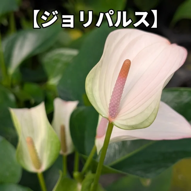 フォロワー限定プレゼントキャンペーン！！

このアカウントをフォロー&いいね&この投稿に「アンスリウム」をコメントしてくれた方の中から抽選で10名様に今月の鉢物プレゼント🎁

【プレゼント内容】
今月の鉢物1鉢
※品種は指定できません。

【当選人数】
抽選で10名様

【応募期間】
2025年7月1日（火）〜7月15日（火）まで

【応募方法】
①このアカウントをフォロー

②この投稿にいいね！

③この投稿に「アンスリウム」とコメント！

さらにストーリーズへのシェアで当選確率UP‼︎
　
【応募規約】
・賞品の発送は日本国内のみとさせていただきます。
・当選された方にはDMにてご連絡させていただきます。
・DMにて当選の連絡後、指定の期日までにご返信いただけない場合は当選が無効となります。
・当選者にDMでお聞きする住所等の個人情報は、本キャンペーンの発送にのみ使用いたします。当選者の個人情報を本人の同意なしに業務委託先以外の第三者に開示・提供することはございません。

#ja愛知みなみ鉢物部会
#ja愛知みなみ
#鉢物部会
#愛知県
#田原市
#渥美半島
#渥美半島の花と鉢物
#今月の鉢物
#アンスリウム
#プレゼントキャンペーン実施中
#プレゼント企画