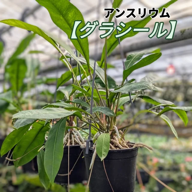 フォロワー限定プレゼントキャンペーン！！

このアカウントをフォロー&いいね&この投稿に「アンスリウム」をコメントしてくれた方の中から抽選で10名様に今月の鉢物プレゼント🎁

【プレゼント内容】
今月の鉢物1鉢
※品種は指定できません。

【当選人数】
抽選で10名様

【応募期間】
2025年7月1日（火）〜7月15日（火）まで

【応募方法】
①このアカウントをフォロー

②この投稿にいいね！

③この投稿に「アンスリウム」とコメント！

さらにストーリーズへのシェアで当選確率UP‼︎
　
【応募規約】
・賞品の発送は日本国内のみとさせていただきます。
・当選された方にはDMにてご連絡させていただきます。
・DMにて当選の連絡後、指定の期日までにご返信いただけない場合は当選が無効となります。
・当選者にDMでお聞きする住所等の個人情報は、本キャンペーンの発送にのみ使用いたします。当選者の個人情報を本人の同意なしに業務委託先以外の第三者に開示・提供することはございません。

#ja愛知みなみ鉢物部会
#ja愛知みなみ
#鉢物部会
#愛知県
#田原市
#渥美半島
#渥美半島の花と鉢物
#今月の鉢物
#アンスリウム
#プレゼントキャンペーン実施中
#プレゼント企画