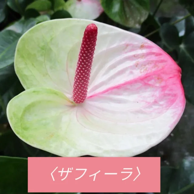 渥美半島の花と鉢物

今月の鉢物「アンスリウム」

ザフィーラ

#ja愛知みなみ鉢物部会
#ja愛知みなみ
#鉢物部会
#愛知県
#田原市
#渥美半島
#渥美半島の花と鉢物
#今月の鉢物
#アンスリウム
#ザフィーラ